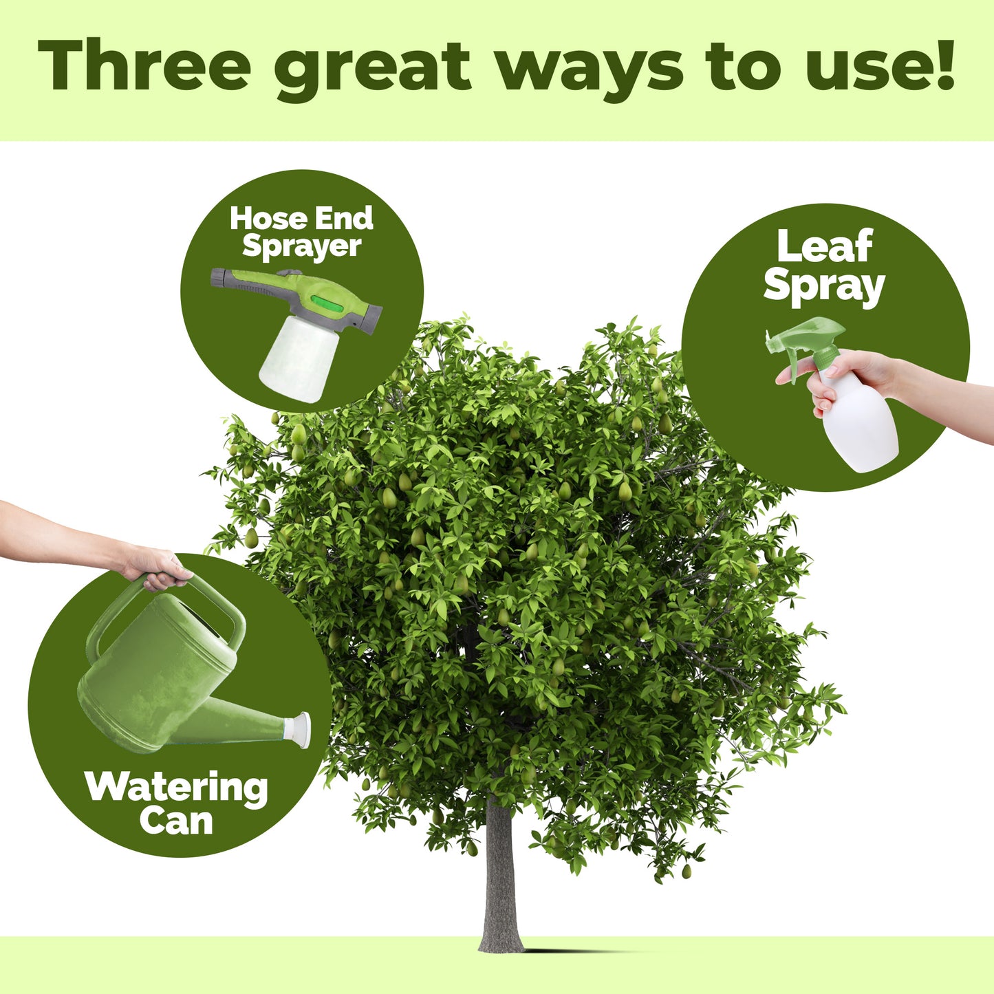 Avocado Tree Fertilizer