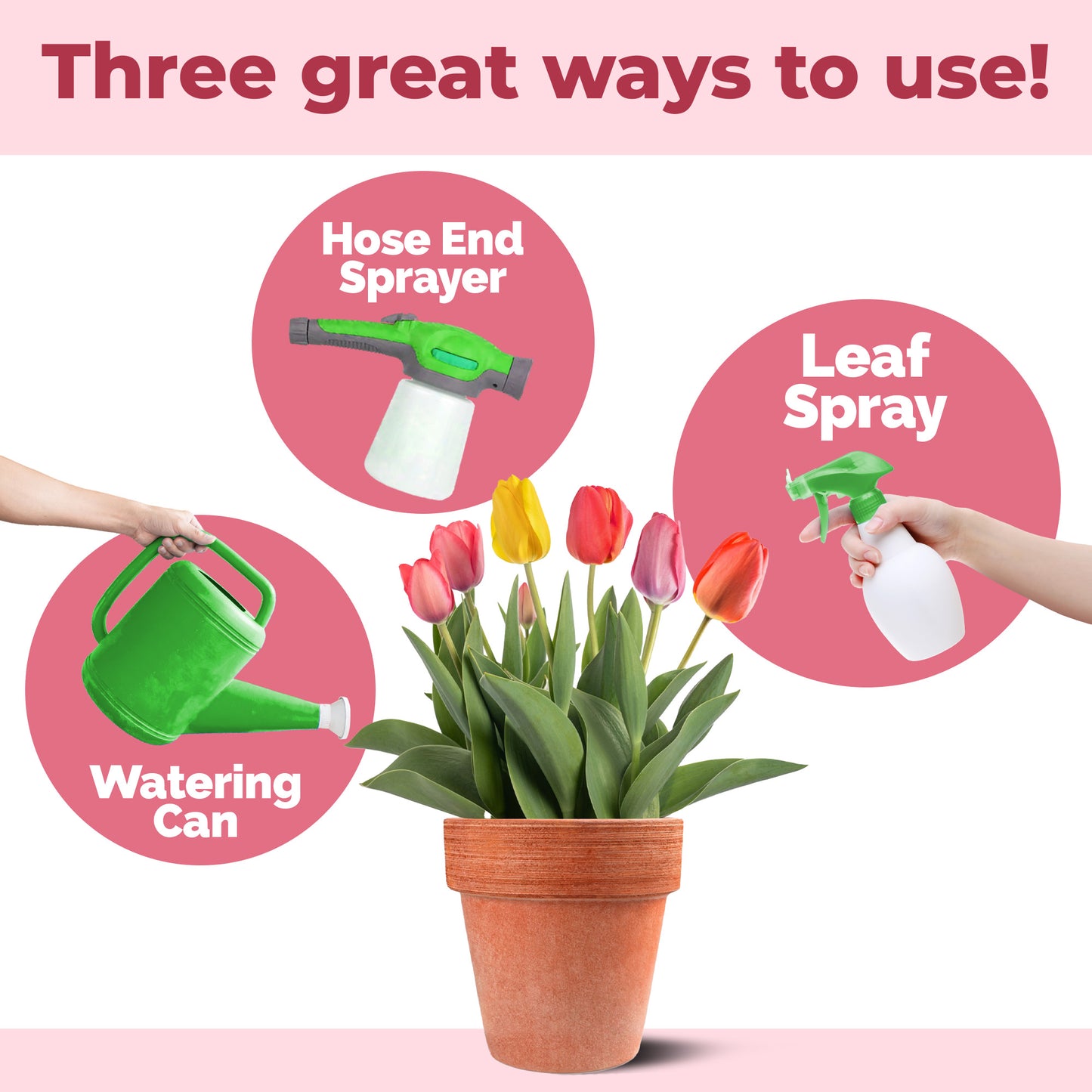 Tulip Bulb Fertilizer
