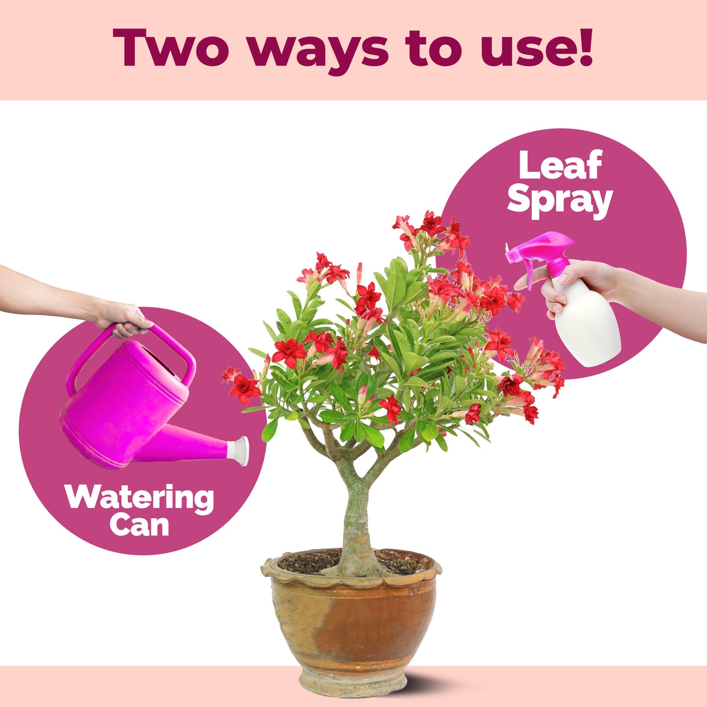 Desert Rose Fertilizer