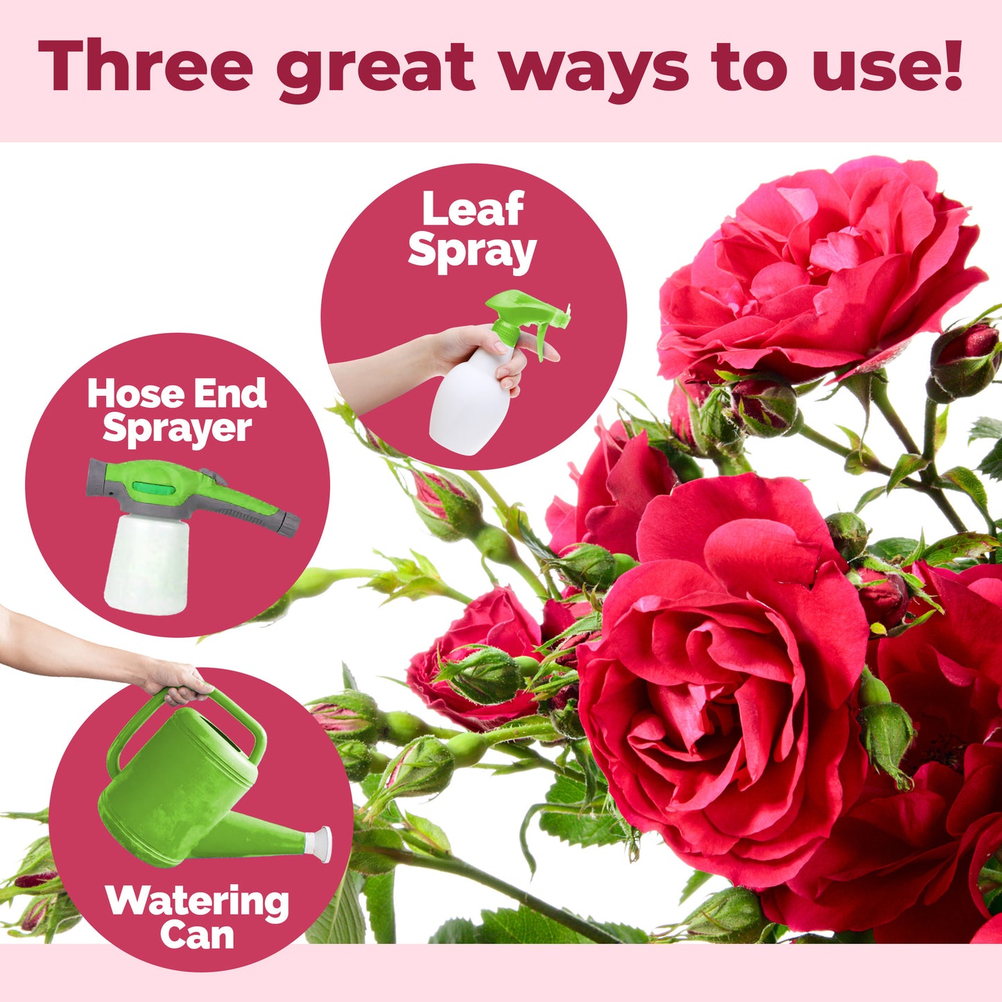Rose Bush Fertilizer