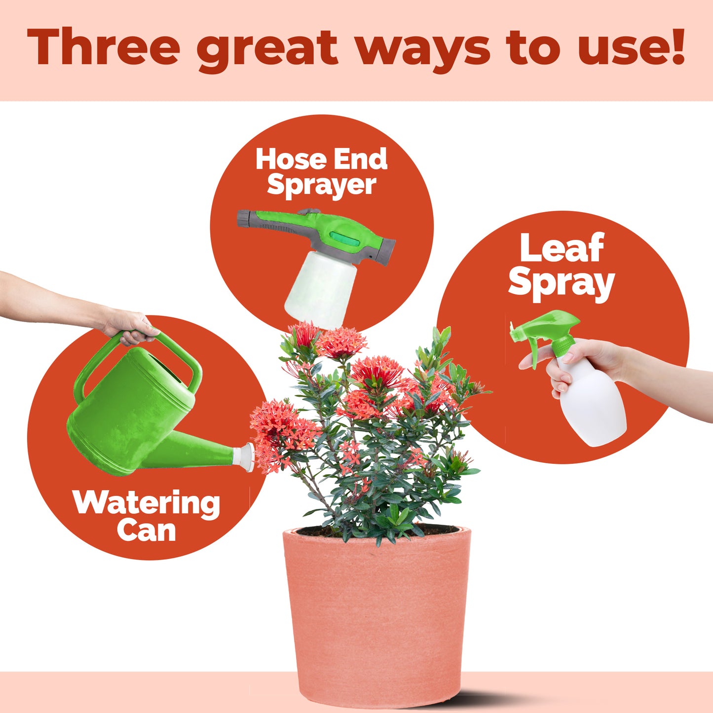 Ixora Fertilizer