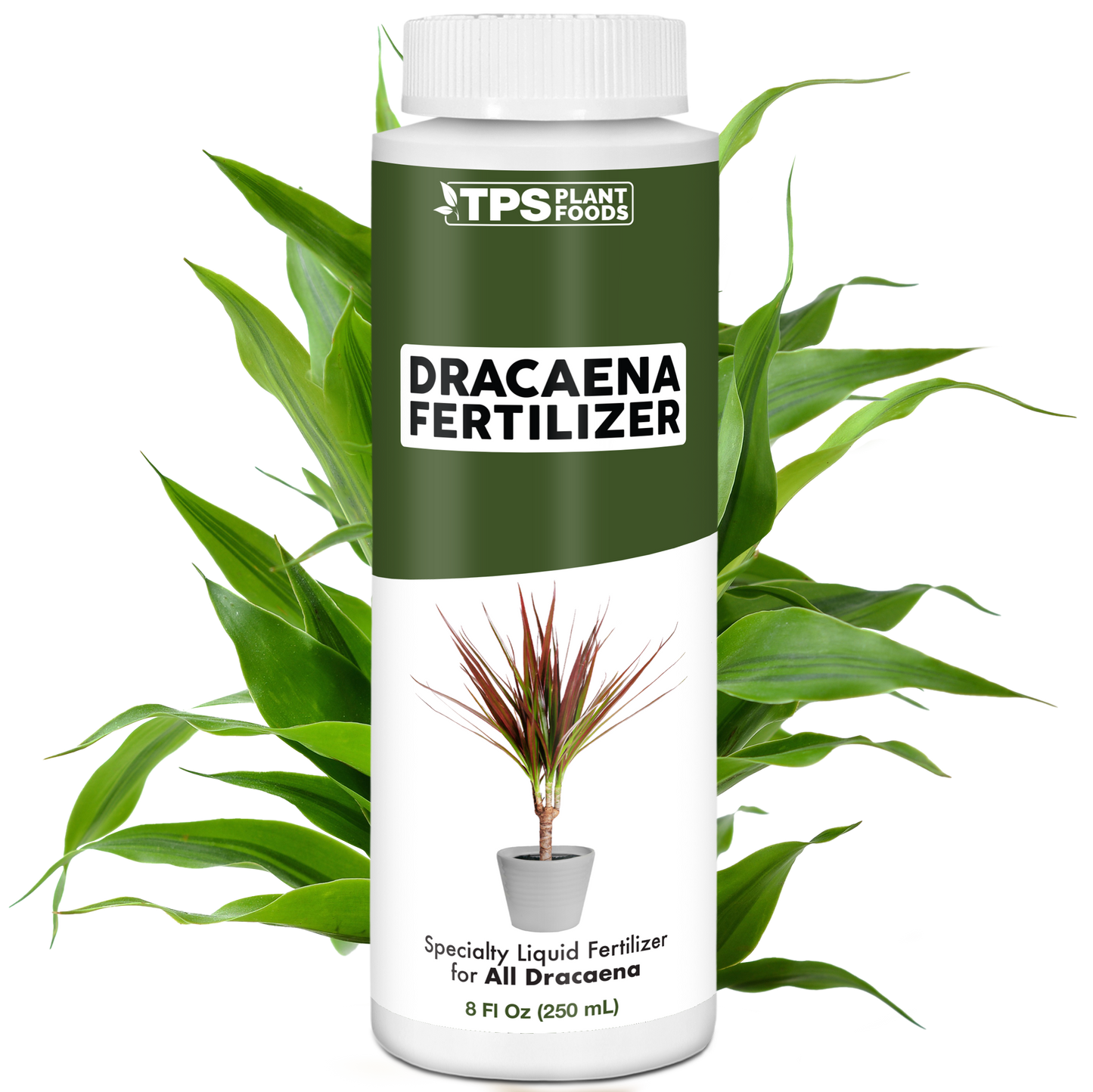 Dracaena Fertilizer