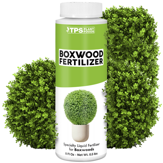 Boxwood Fertilizer