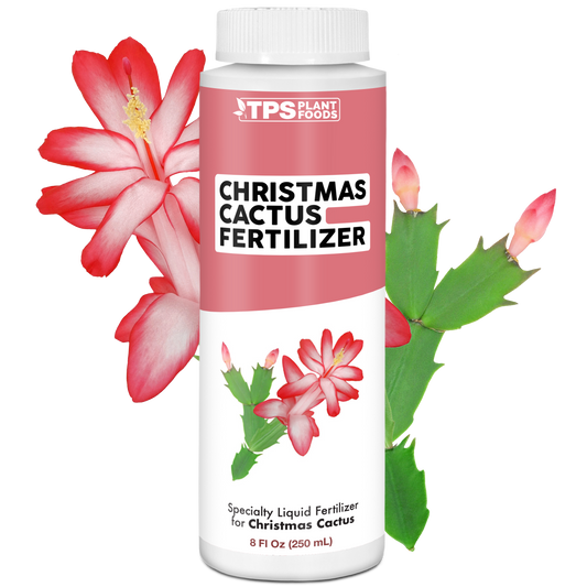 Christmas Cactus Fertilizer