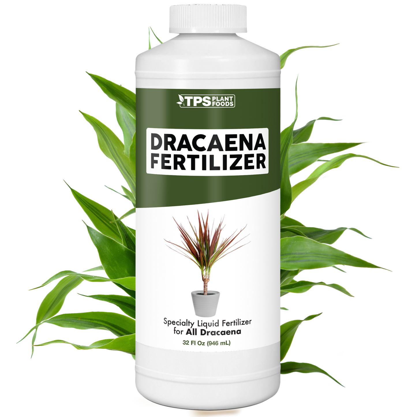 Dracaena Fertilizer