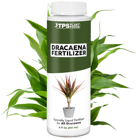 Dracaena Fertilizer