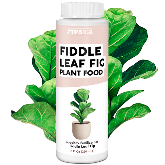 Fiddle Leaf Fig Plant Food