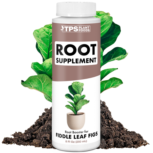 Fig Root Supplement